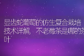 显齿蛇葡萄的仿生复合栽培技术详解