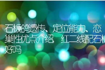 石板鸽遗传、定位能力、恋巢性优点介绍