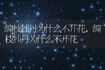 缠枝牡丹为什么不开花