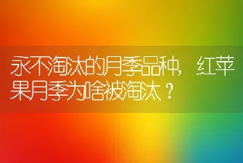 永不淘汰的月季品种