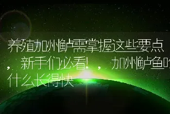 养殖加州鲈需掌握这些要点,新手们必看!