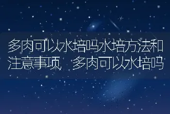 多肉可以水培吗水培方法和注意事项