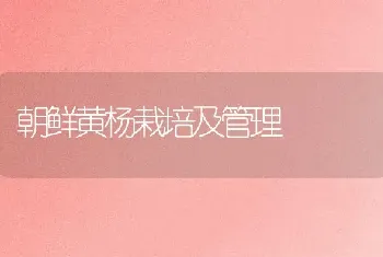 朝鲜黄杨栽培及管理