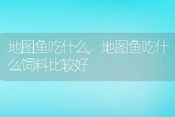 地图鱼吃什么,地图鱼吃什么饲料比较好