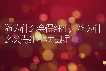 狗为什么会得细小,狗为什么会得细小病毒呢