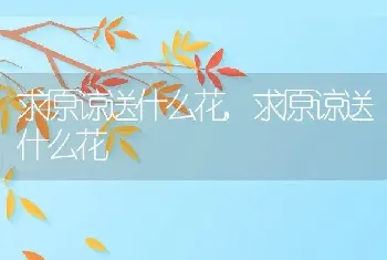 求原谅送什么花