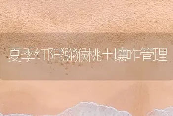 夏季红阳猕猴桃土壤咋管理