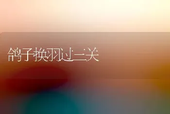 鸽子换羽过三关