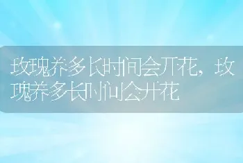 玫瑰养多长时间会开花