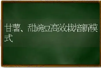 甘薯、甜豌豆高效栽培新模式