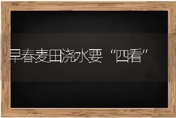 早春麦田浇水要“四看”