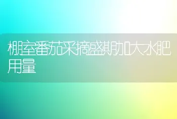 棚室番茄采摘盛期加大水肥用量