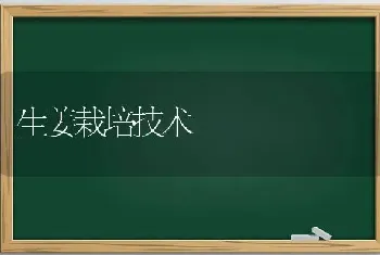 生姜栽培技术