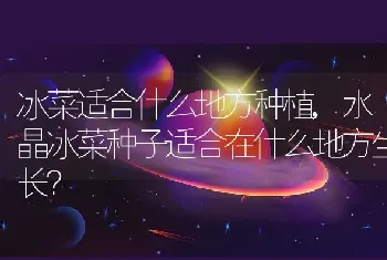 冰菜适合什么地方种植