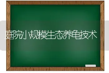 庭院小规模生态养龟技术