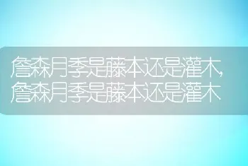 詹森月季是藤本还是灌木