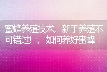 梧桐花的花语和寓意是什么意思开花的含义