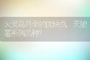 火灵鸟月季的优缺点