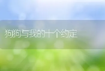 狗狗与我的十个约定