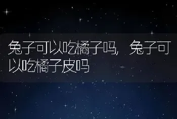 兔子可以吃橘子吗