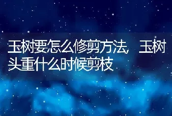 玉树要怎么修剪方法