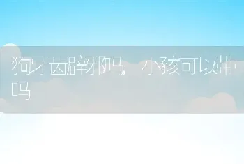 狗牙齿辟邪吗,小孩可以带吗