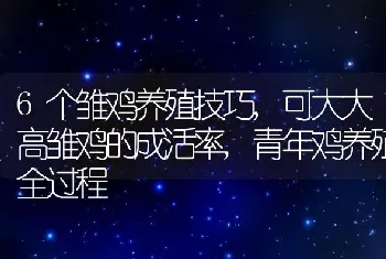 6个雏鸡养殖技巧,可大大高雏鸡的成活率