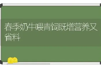 春季奶牛喂青饲既增营养又省料