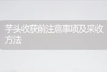 芋头收获前注意事项及采收方法