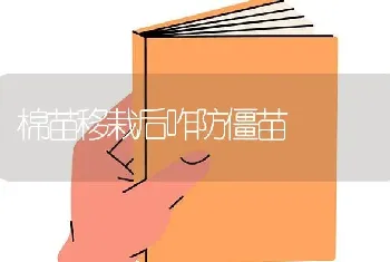 棉苗移栽后咋防僵苗