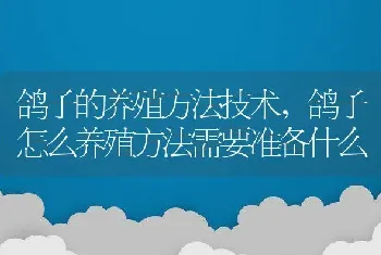 鸽子的养殖方法技术