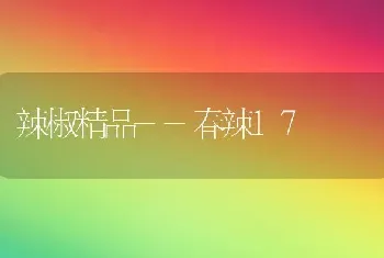 辣椒精品--春辣17