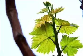 葡萄萌芽不整齐的原因及解决措施介绍