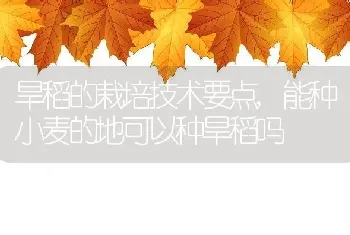 旱稻的栽培技术要点