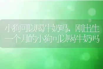 小狗可以喝牛奶吗