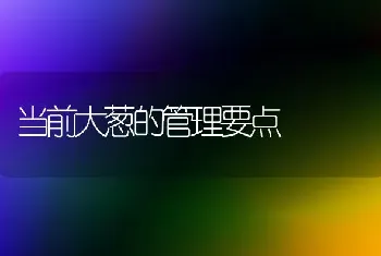 当前大葱的管理要点