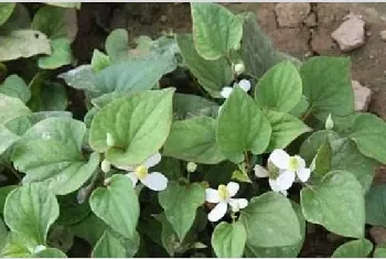 鱼腥草种植需要注意哪些问题