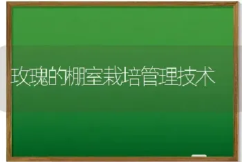 玫瑰的棚室栽培管理技术