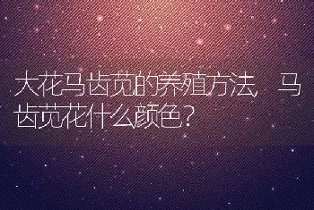 大花马齿苋的养殖方法