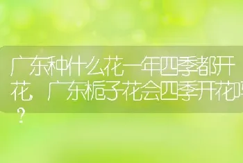 广东种什么花一年四季都开花