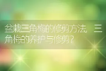 盆栽三角梅的修剪方法