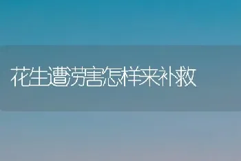 花生遭涝害怎样来补救