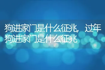 狗进家门是什么征兆,过年狗进家门是什么征兆