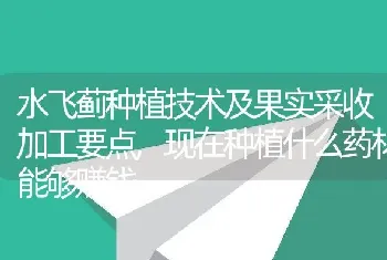 水飞蓟种植技术及果实采收加工要点