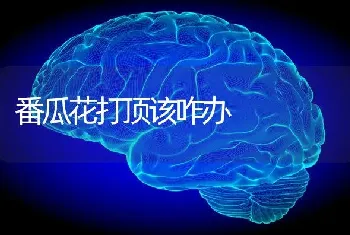 番瓜花打顶该咋办