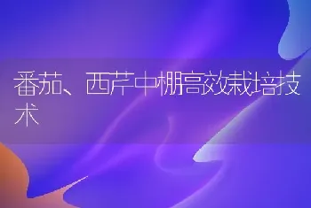 番茄、西芹中棚高效栽培技术