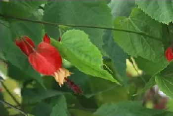 蔓性风铃花叶子打卷