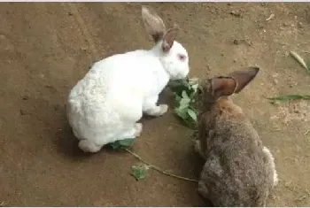 肉兔配种的技术