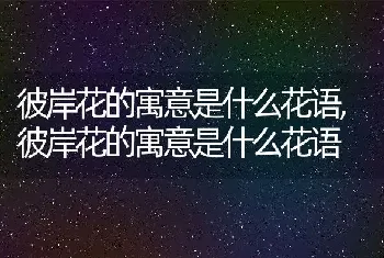 彼岸花的寓意是什么花语