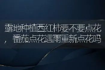 露地种植西红柿要不要点花